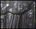 Great Banyan Tree