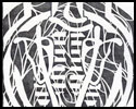 Spine